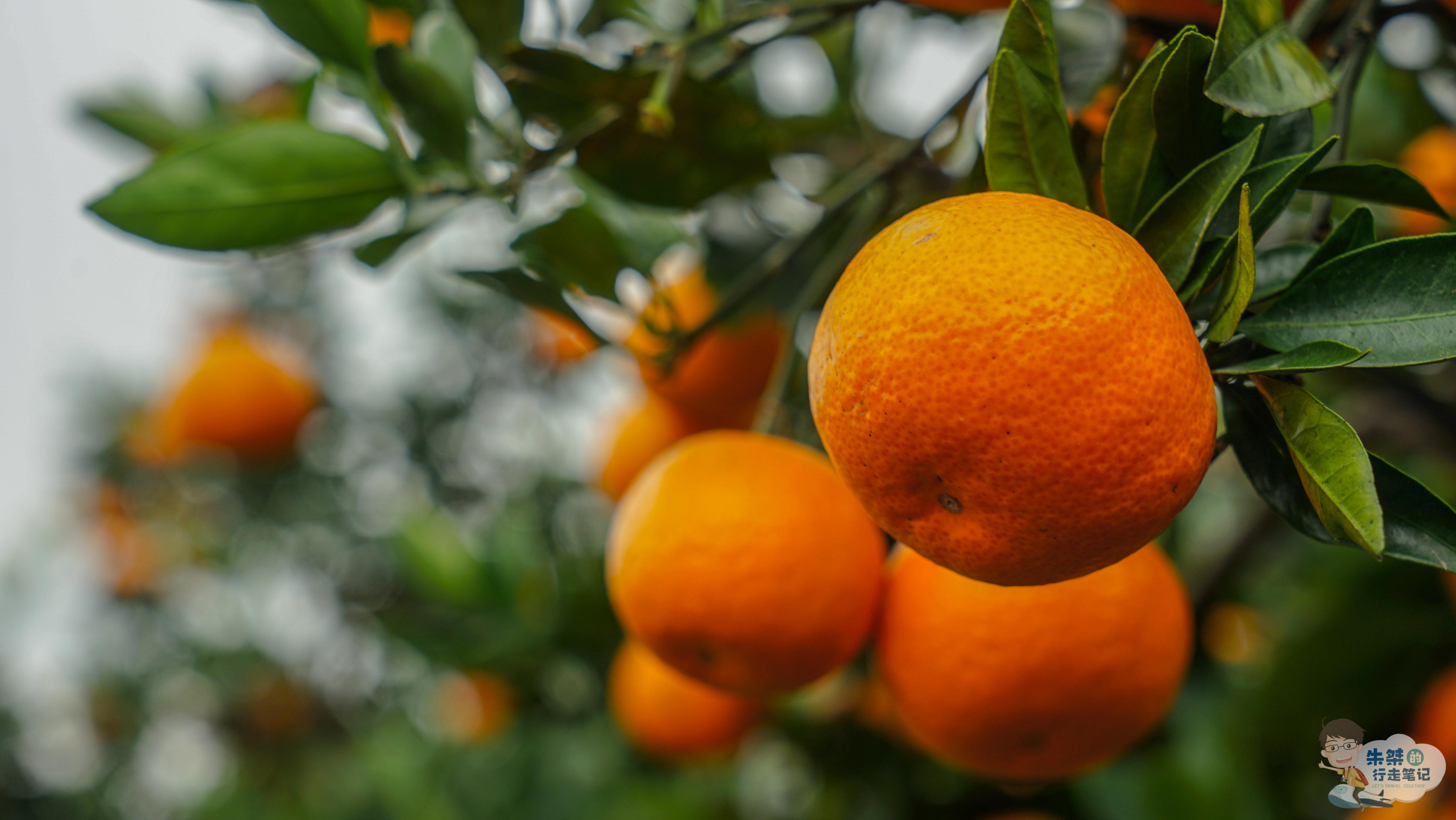 原创江南有一个桔乡这里桔子能带皮吃素有无核蜜橘之乡的美誉