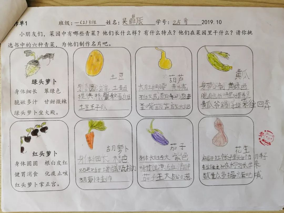 青菜成长日记图片