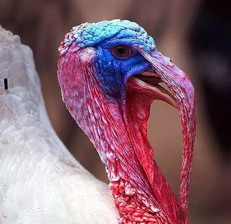 火鸡是个大嗓门,它们的叫声可在 1英里(约1.6千米)外听到.