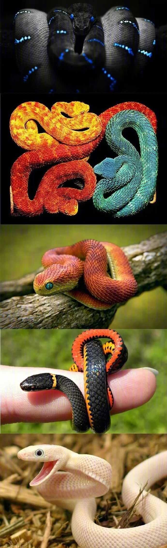 国外一个摄影师希望能消除人们对蛇的恐惧,特地为蛇拍摄的一组超级