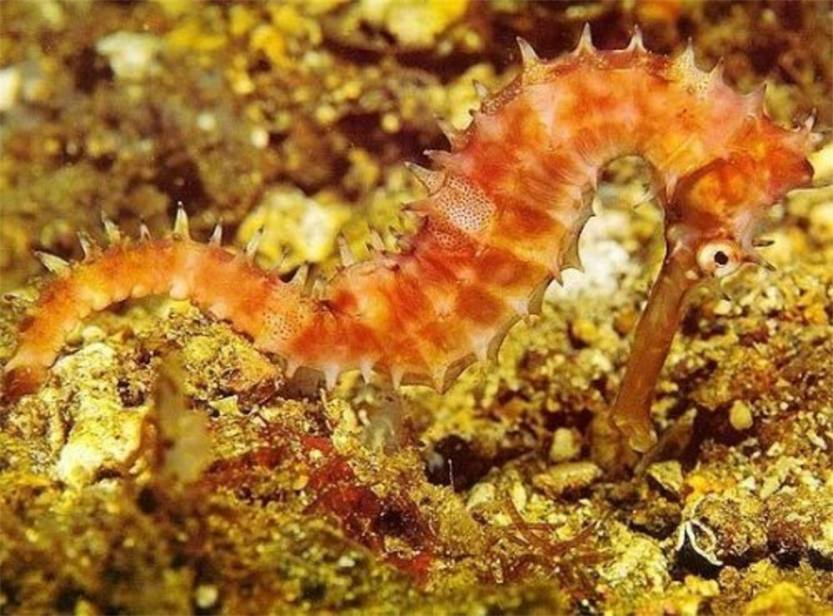 涠洲岛必看奇景,海底彩带