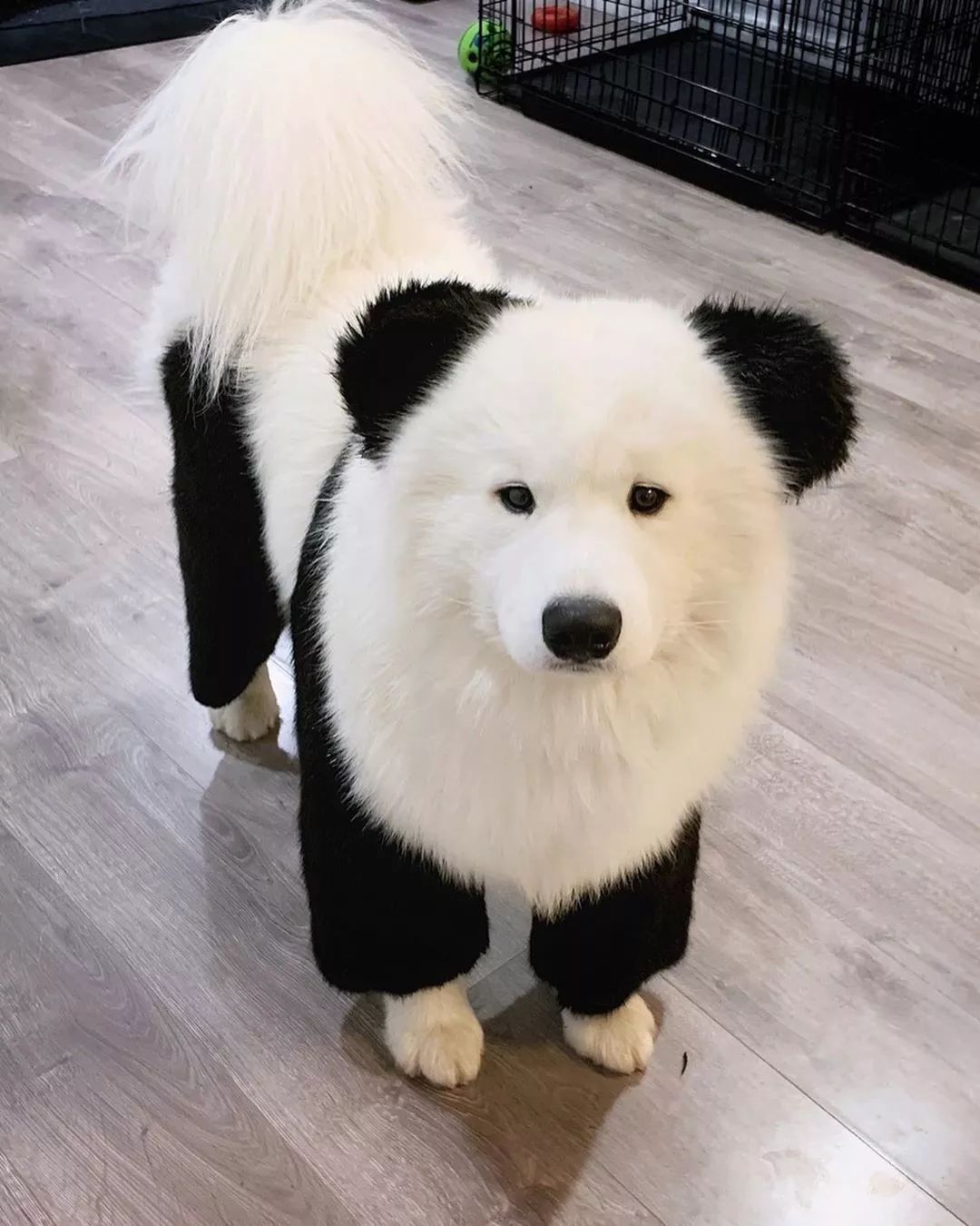 那些养不了熊猫的人,最后都选择了养狗