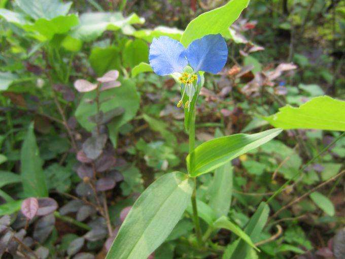 香龙草及香草苦丁茶饮料开发研究