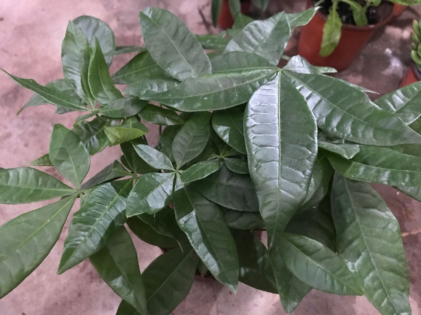 发财树_植物