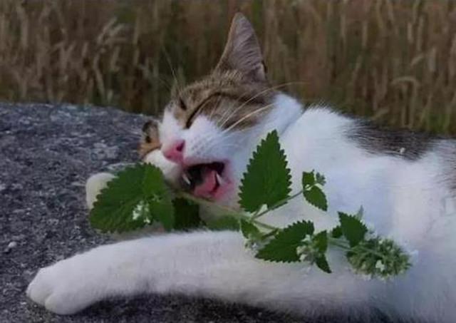 像吸毒猫薄荷搞笑图片图片