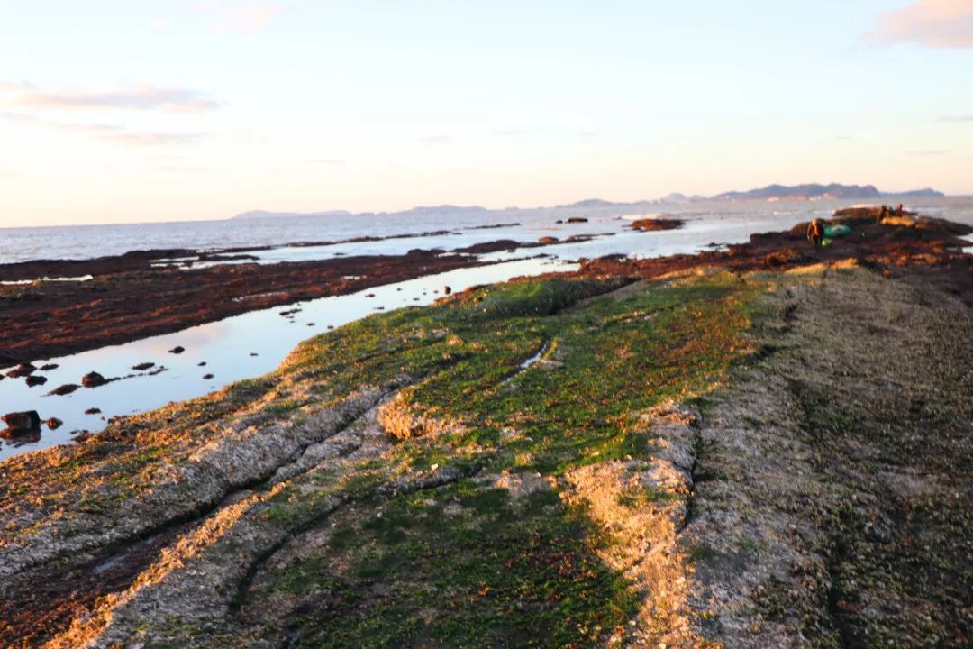 壯觀煙臺海邊現罕見大退潮海參八爪魚海蠣子蜆子遍地都是