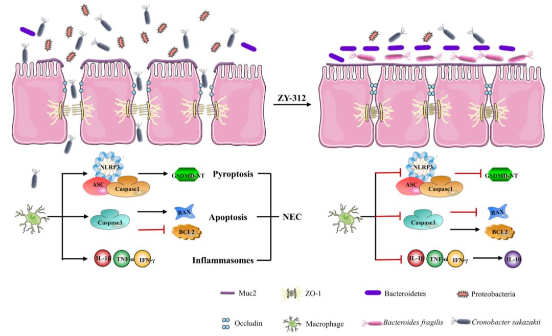 锐帮读如何用纯菌进行益生菌病原菌的验证实验
