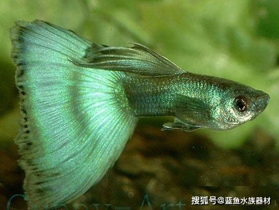 孔雀鱼分类大全体色分类