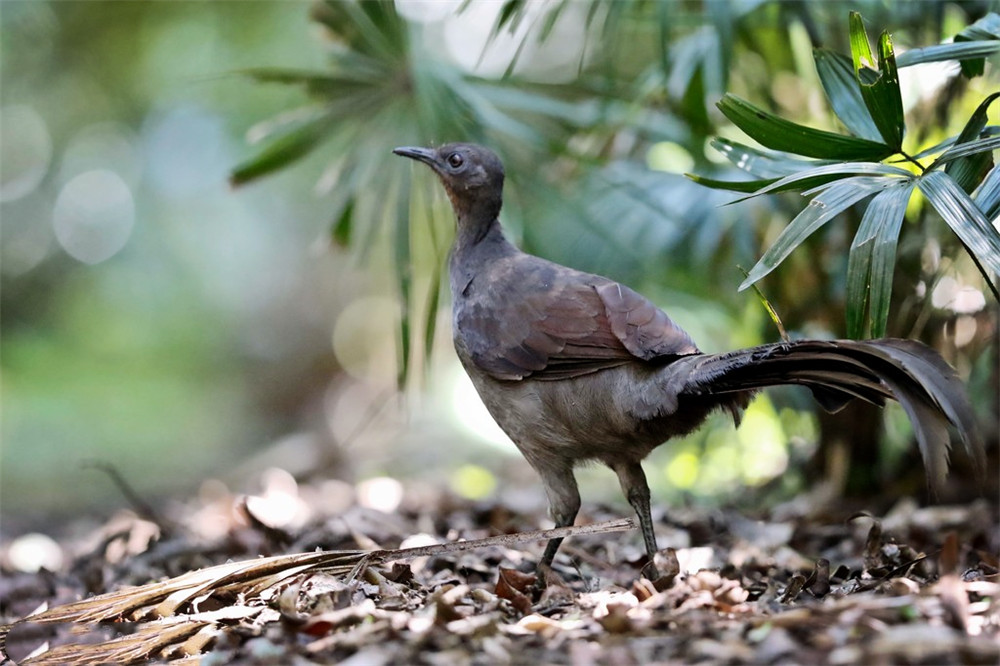吸引雌鸟,雌鸟独自完成产卵育雏的任务6-8月是华丽琴鸟交配繁殖的季节