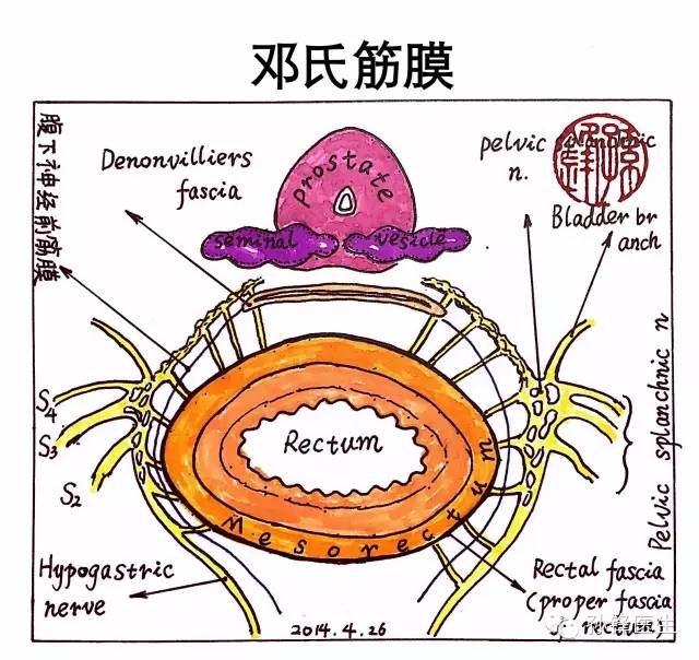 医学干货邓氏筋膜横在直肠癌手术前面的一道坎儿