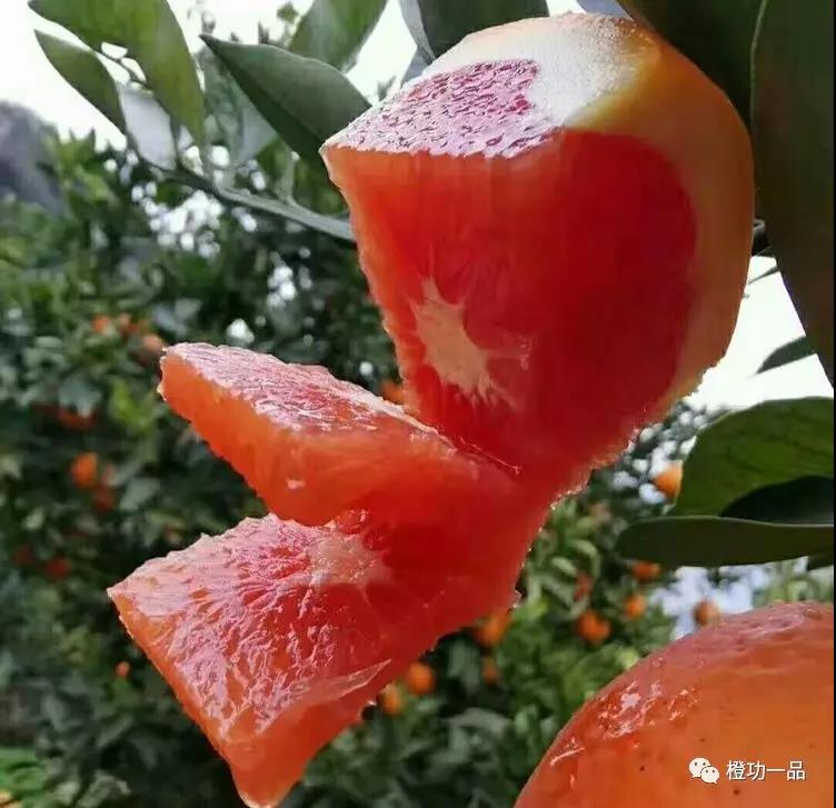 秭归中华红橙——你不得不知道的秘密_橙子