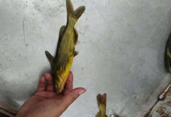 很多养殖户不理解,用杀虫药杀黄颡鱼小瓜虫越杀越多?