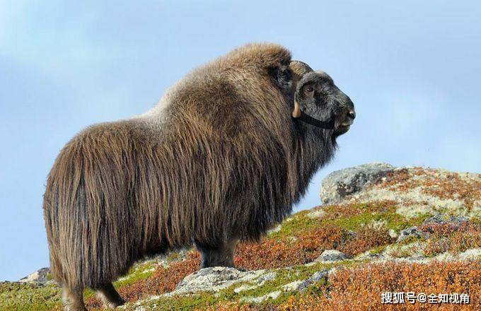 北极圈半吨巨兽相互对撞分高低遇狼群不逃反结阵防御