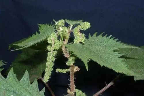 【客官,菜来了】城口这种让人"望而却步"的植物,就问一句:你敢来吃吗?