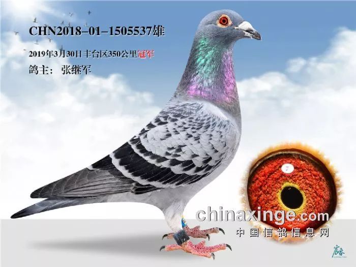 图集 | 蓝天夺冠到丰台 北京丰台2019年度冠军鸽品鉴