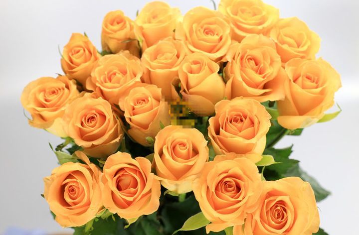 原创喜欢玫瑰就养盆高档玫瑰假日公主花开金光四射高雅纯洁