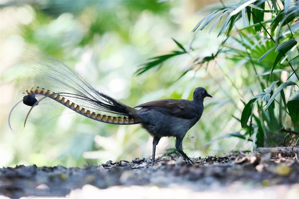 原创原始雨林现罕见的鸟,尾巴像竖琴,不爱飞擅奔跑,能模仿30种鸟叫