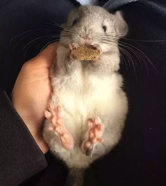 j爱宠大机密龙猫吃东西简直萌到哭