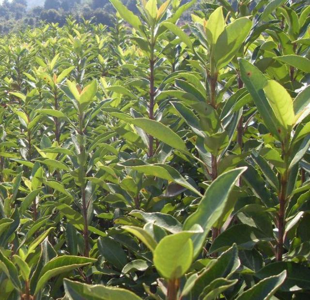 岗梅繁殖及病虫害防治栽培技术