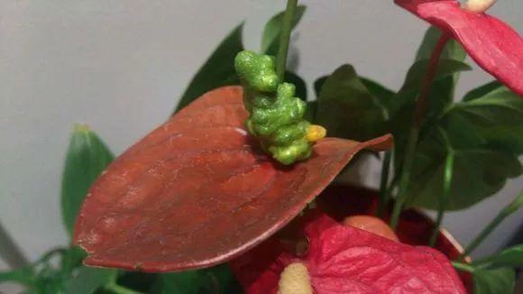 红掌这样养结出小种籽1盆变10盆