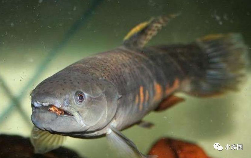 真正凶猛的并不是水虎鱼而是南美加拉辛牙鱼