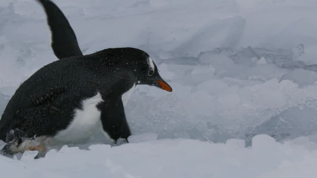 bbc摄影师哭了镜头里企鹅死里逃生海象跳崖自杀满目疮痍