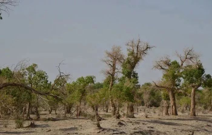 分析当地出现"小老头树"的环境条件.