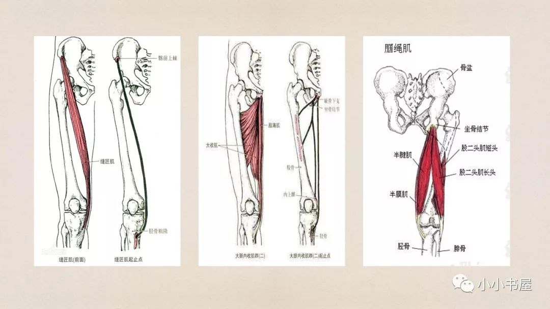 鹅足肌腱是由大腿前后方及内侧共三条肌肉的肌腱组成的,它们分别是:缝