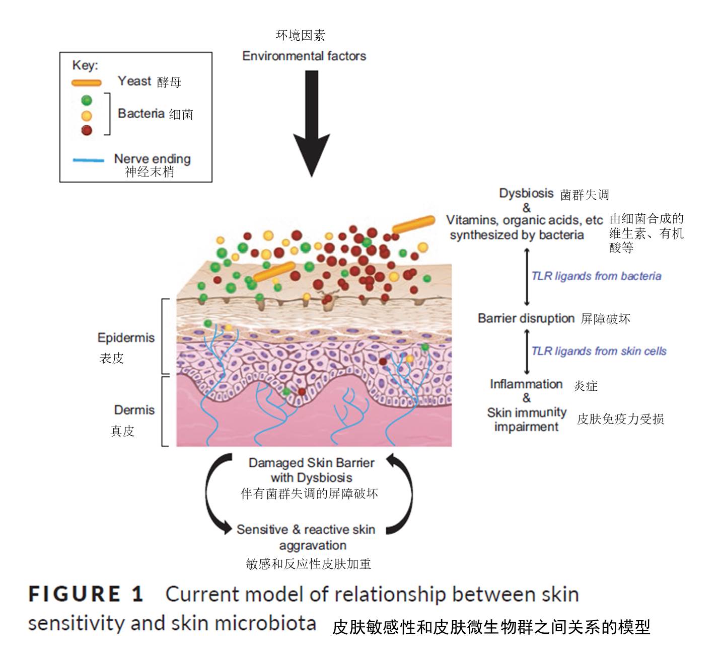 皮肤敏感性和皮肤菌群有联系吗