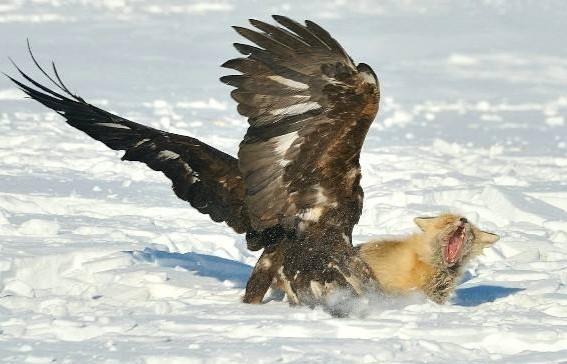 巨雕现身神农架翼展可达3米长网友难道杨过小龙女隐居于此