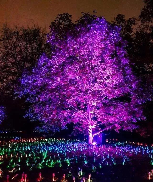 2019英国皇家植物园壮观的圣诞节灯光秀