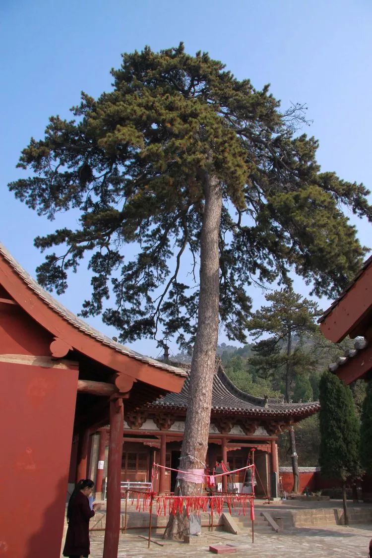 榆社:千年古松在哭泣,快来救救它!