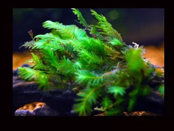 草缸迷·百科——常见莫斯品种_莫丝