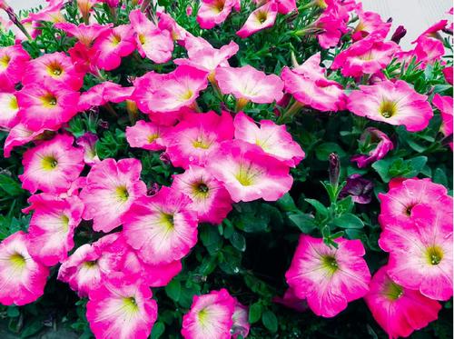 这几种花沾土就活,花开绚丽迷人,花姿优美,养起来特有成就感!