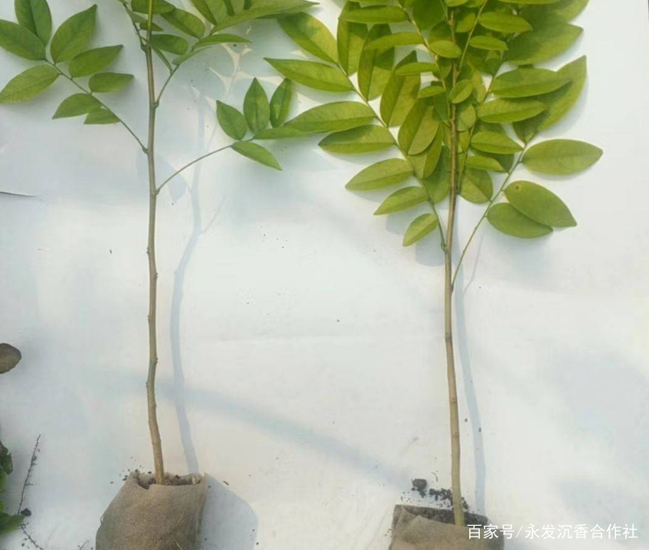海南黄花梨树怎么盆栽种植 根部
