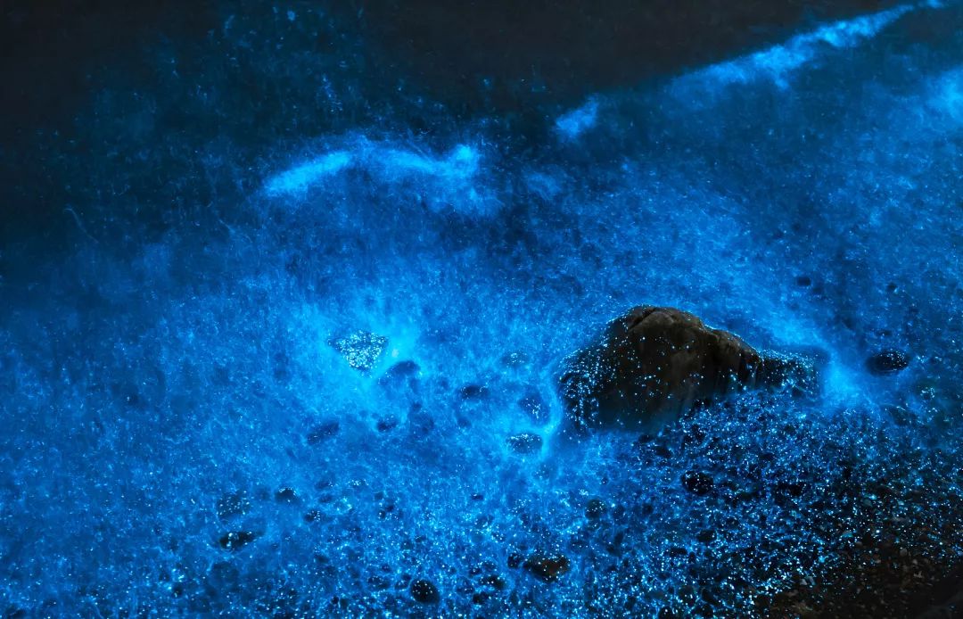 藻类——甲藻类而甲藻中最为著名的发光者可以算是夜光虫(noctiluca