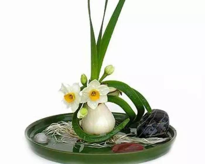 劳动之美水仙之韵2019曹行小学首届艾园杯水仙花雕刻体验活动