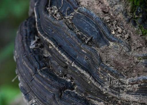 阆中千年皂角树长出脸盆大灵芝,是抗癌珍宝,村民却不敢采摘