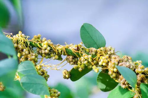 神奇的中药系列篇菟丝子