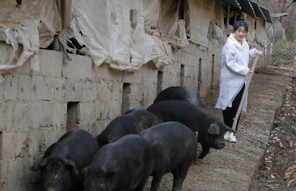 原创95后高颜值女大学生回村养猪被催婚父亲出300头猪招女婿