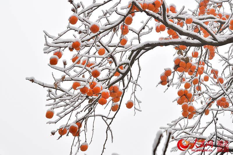 雪后初霁的山村银装素裹,该县后坪镇分水岭村的柿子树被积雪覆盖,挂在