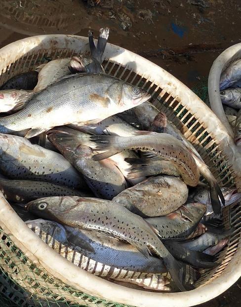 海鲈鱼同样有大小之分,小海鲈在海鲜市场上多以冰鲜出售,大海鲈通常