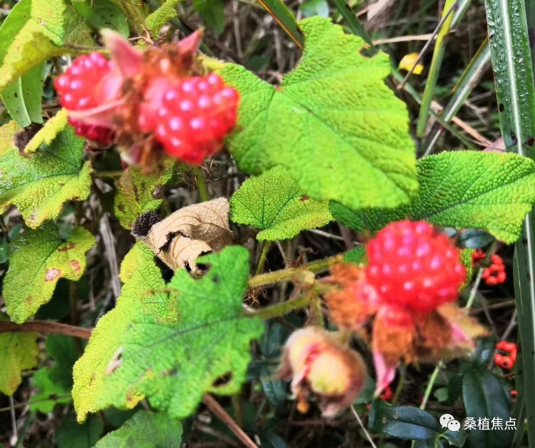 桑植山里这种野果熟了!听说城里卖高价!你也吃过吗?