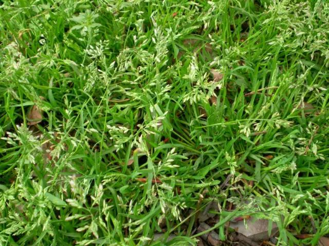 小麦田杂草图谱及化学除草技术节节麦燕麦麦田6大禾本科杂草鉴定技巧