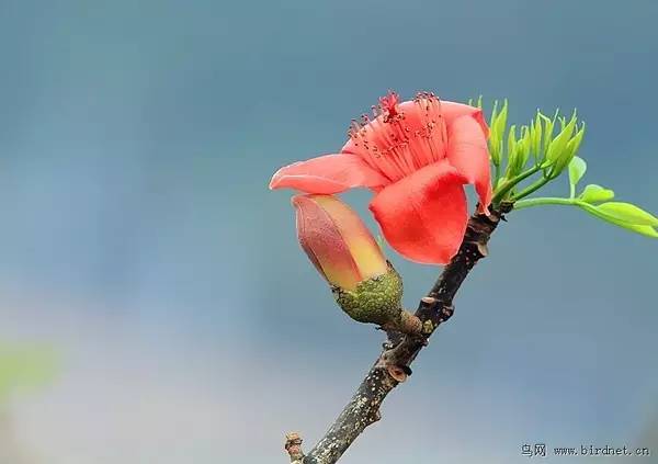 水彩教程画一朵木棉花