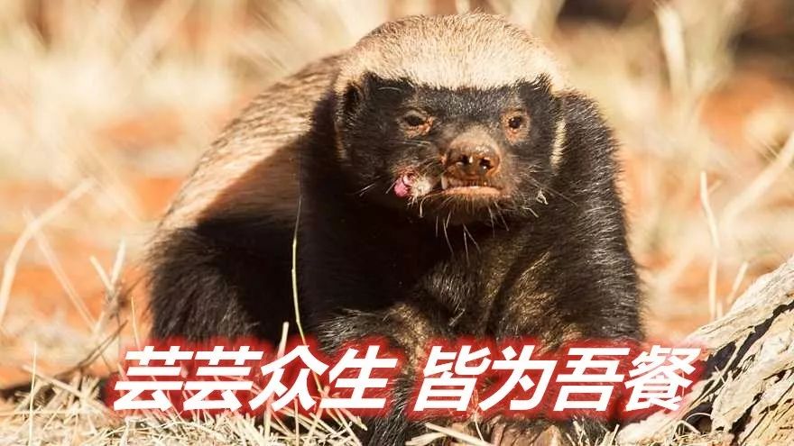 "平头哥"蜜獾的人生格言就是:生死看淡,不服就干!