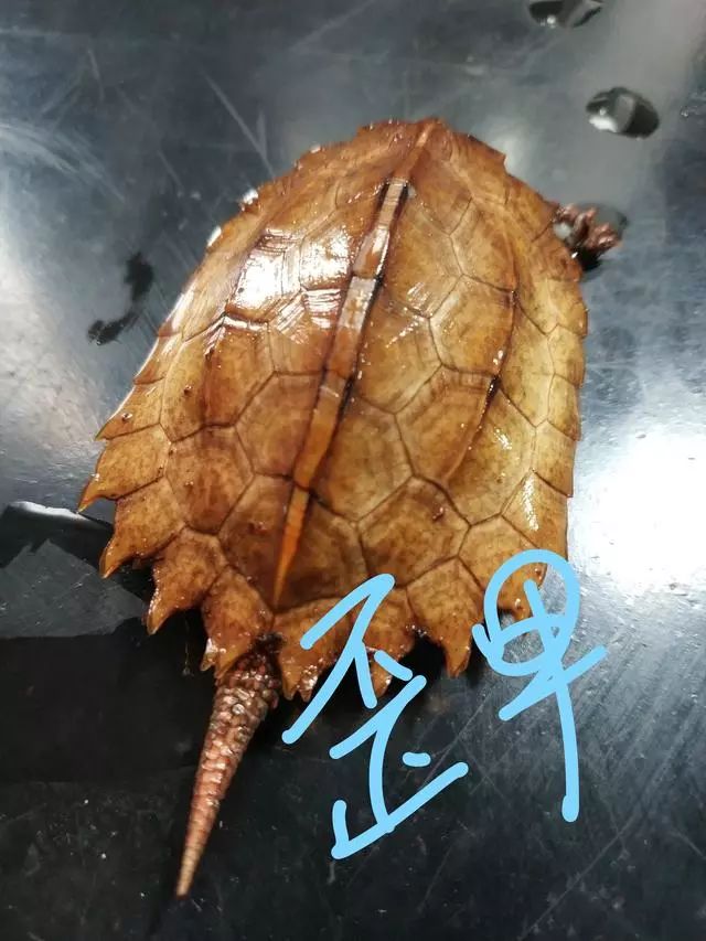 严重的歪甲完整健全的龟甲分布个人理解应该是,背甲中间五盾,两边四盾