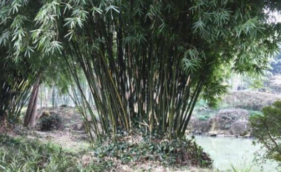 如何识别竹子种类?中木商网_分枝