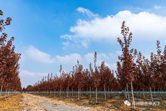 我的家乡我的镇丨经济生态两手抓陈楼镇扮靓邳州后花园