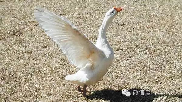 作为我国的重要出口产品之一的羽绒,尤其是高档活拔白鹅绒,一直是供不